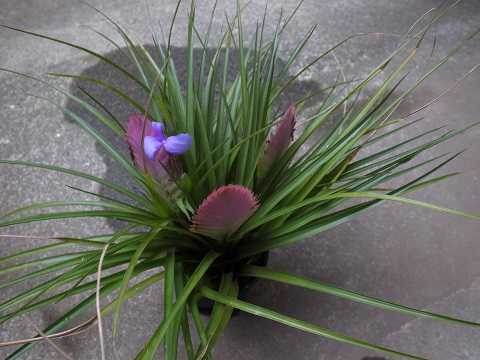 Wallisia cyanea