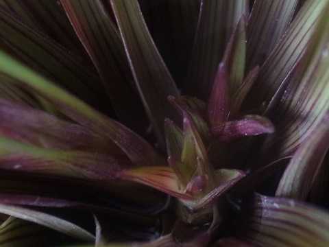 Wallisia cyanea