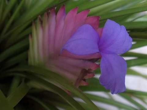 Wallisia cyanea