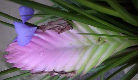 Wallisia cyanea