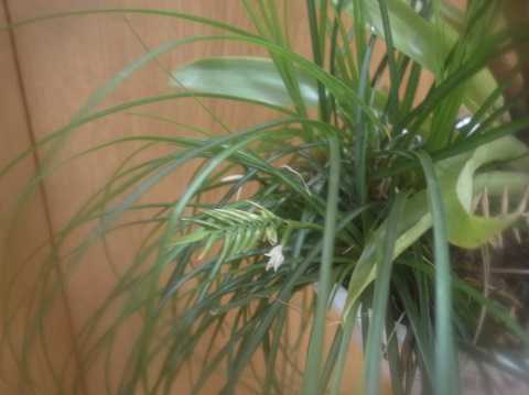 Lemeltonia narthecioides