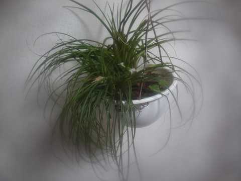 Lemeltonia narthecioides