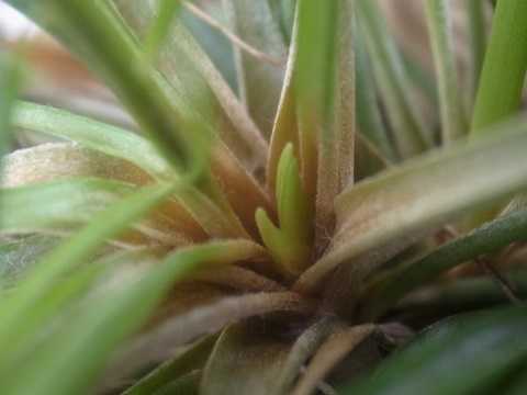 Lemeltonia narthecioides