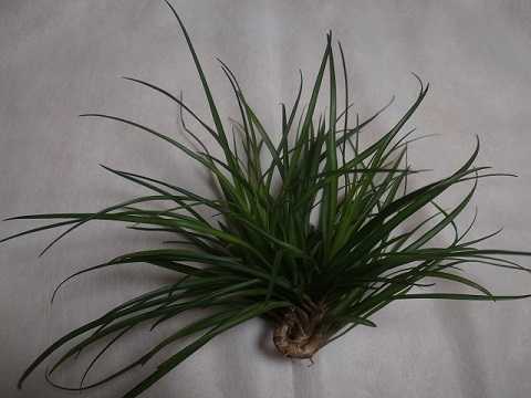 Lemeltonia narthecioides