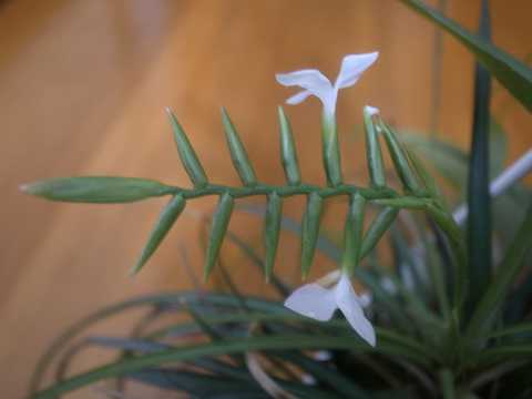Lemeltonia narthecioides