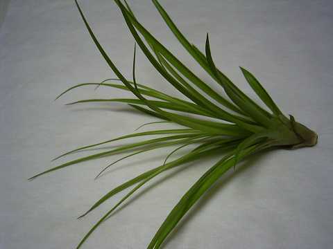 Lemeltonia scaligera