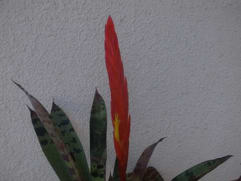 Lutheria splendens