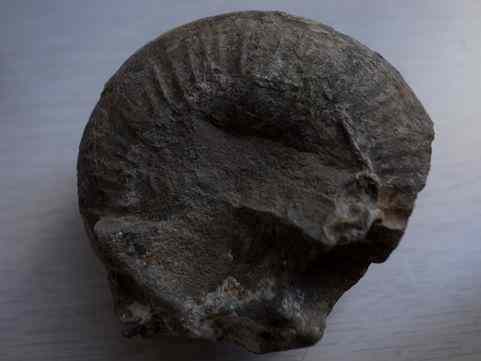 Ammonoid