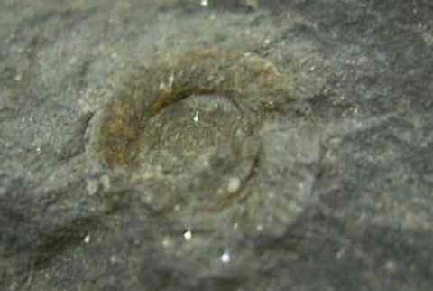 Ammonoid