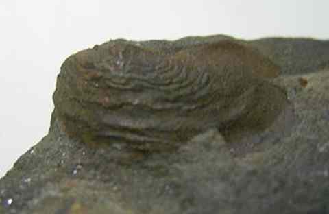 Jaw of ammonoid