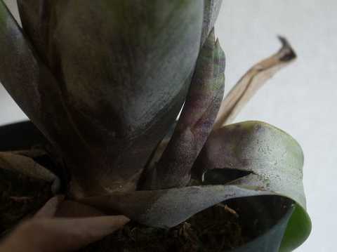 Neoregelia smithii