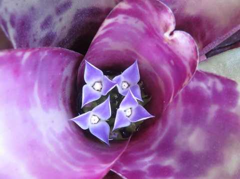 Neoregelia smithii