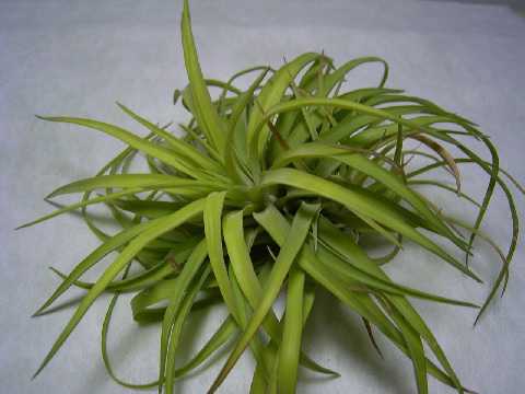 Tillandsia abdita