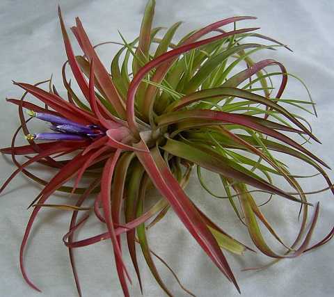 Tillandsia abdita
