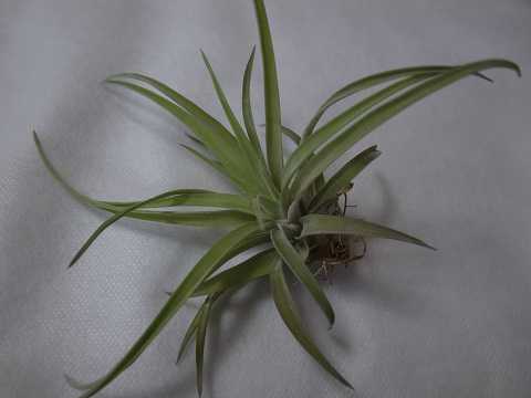 Tillandsia abdita