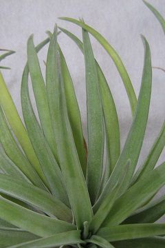 Tillandsia abdita