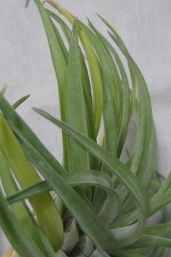 Tillandsia abdita