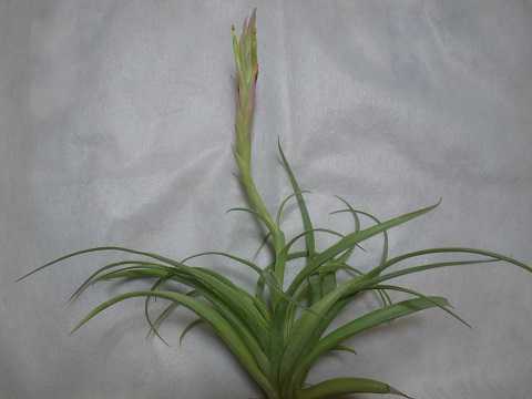 Tillandsia achyrostachys