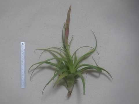 Tillandsia achyrostachys