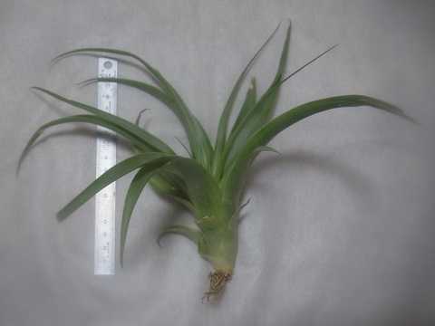 Tillandsia achyrostachys