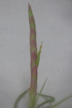 Tillandsia achyrostachys
