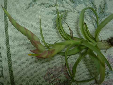 Tillandsia achyrostachys