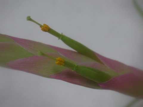 Tillandsia achyrostachys