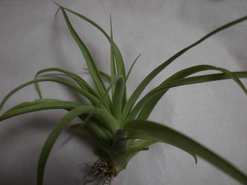 Tillandsia achyrostachys