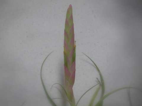 Tillandsia achyrostachys