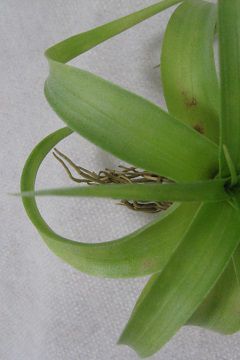 Tillandsia achyrostachys