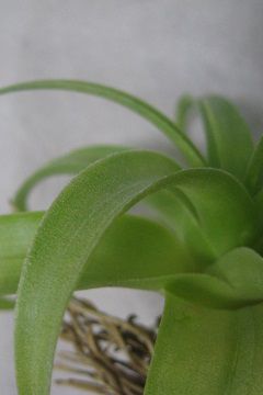 Tillandsia achyrostachys