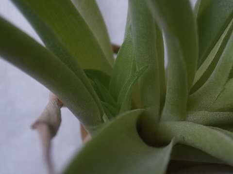 Tillandsia achyrostachys