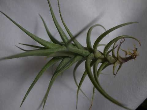 Tillandsia aeranthos