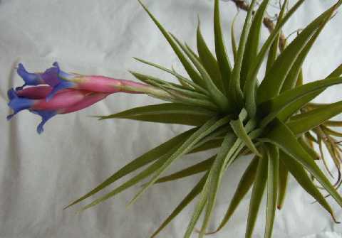 Tillandsia aeranthos