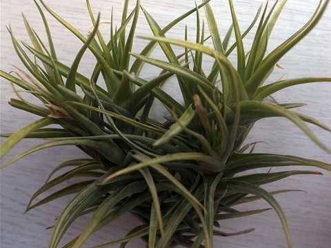 Tillandsia aeranthos