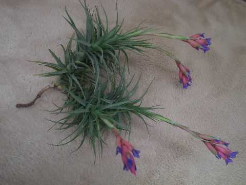 Tillandsia aeranthos