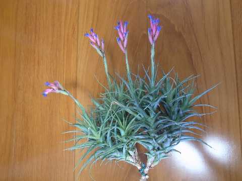 Tillandsia aeranthos