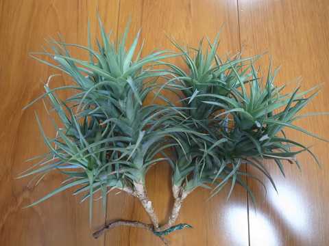 Tillandsia aeranthos