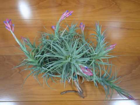Tillandsia aeranthos