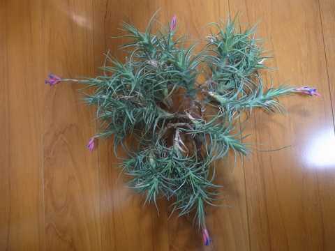 Tillandsia aeranthos