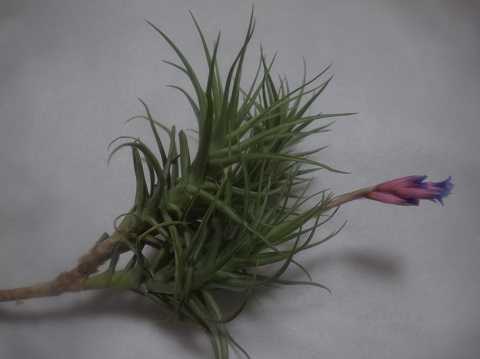 Tillandsia aeranthos