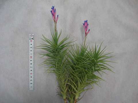 Tillandsia aeranthos