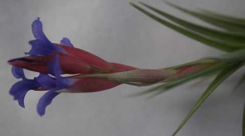 Tillandsia aeranthos Slender form