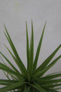 Tillandsia aeranthos