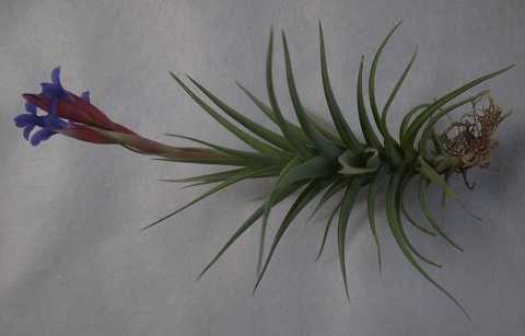 Tillandsia aeranthos Slender form