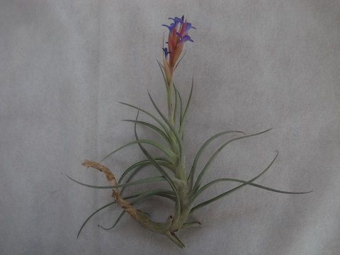 Tillandsia aeranthos var. aemula