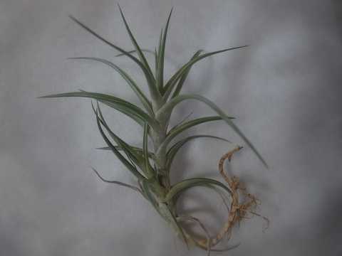 Tillandsia aeranthos var. aemula