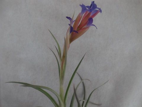 Tillandsia aeranthos var. aemula
