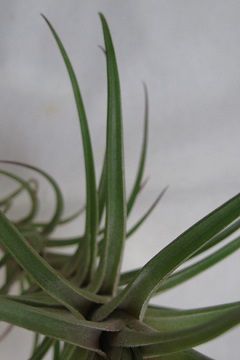 Tillandsia aeranthos var. aemula