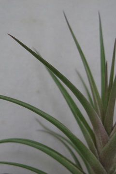 Tillandsia aeranthos var. aemula